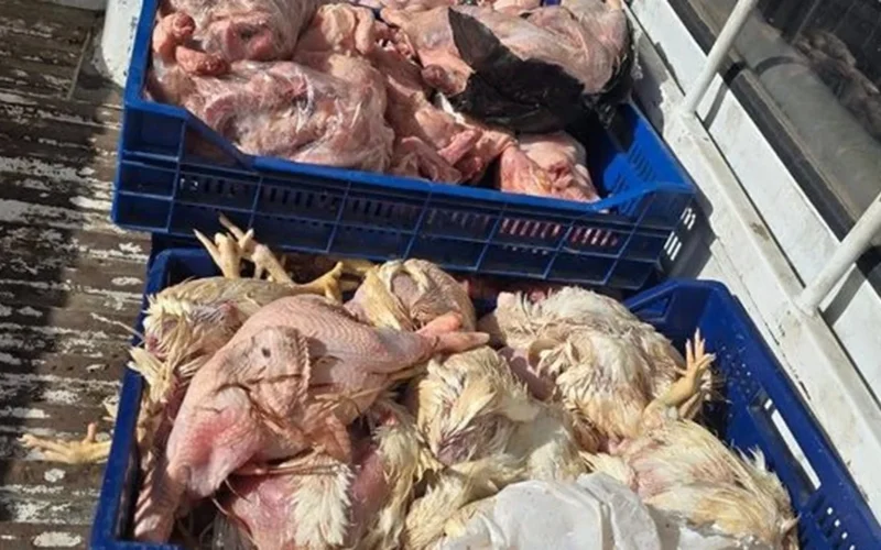 ضبط كميات ضخمة.. محافظة الجيزة تتحفظ على دواجن فاسدة قبل طرحها بالأسواق